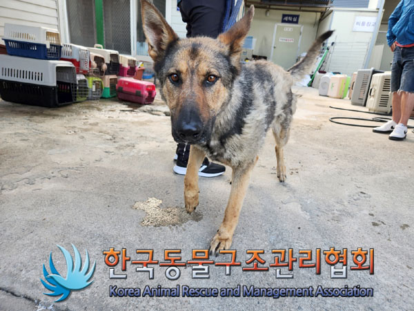 한국동물구조관리협회_441559202300416